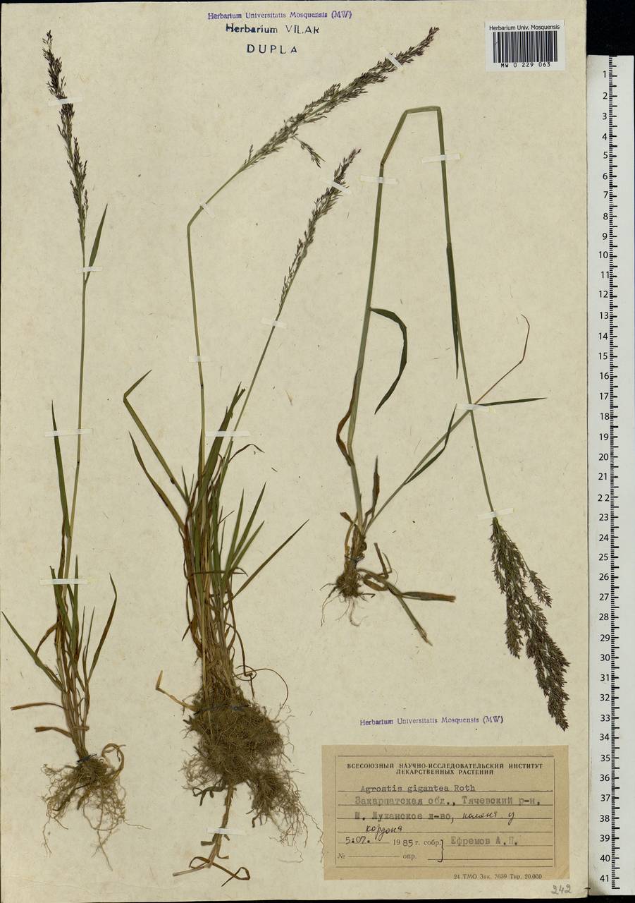 Agrostis gigantea Roth, Eastern Europe, West Ukrainian region (E13) (Ukraine)