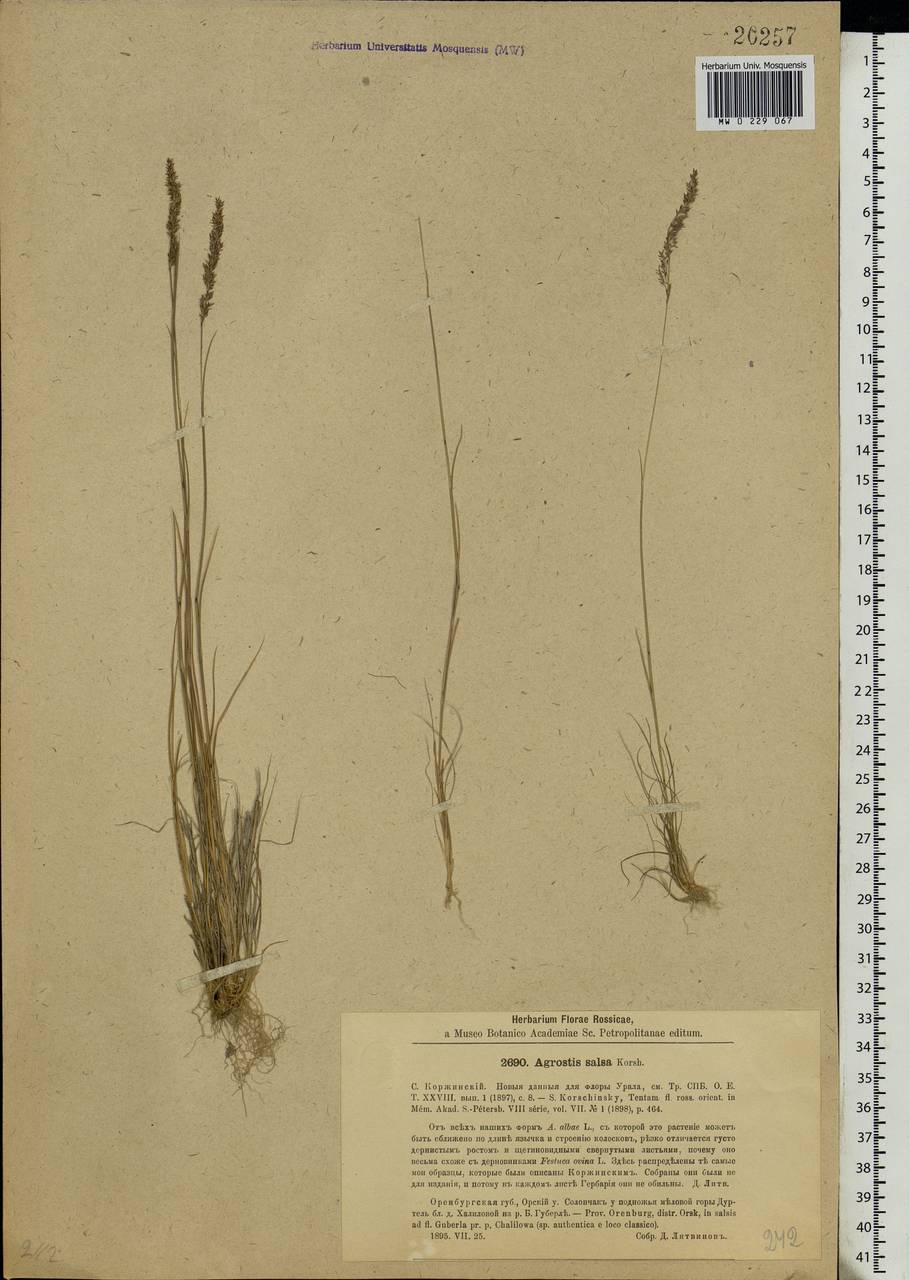 Agrostis salsa Korsh., Eastern Europe, Eastern region (E10) (Russia)