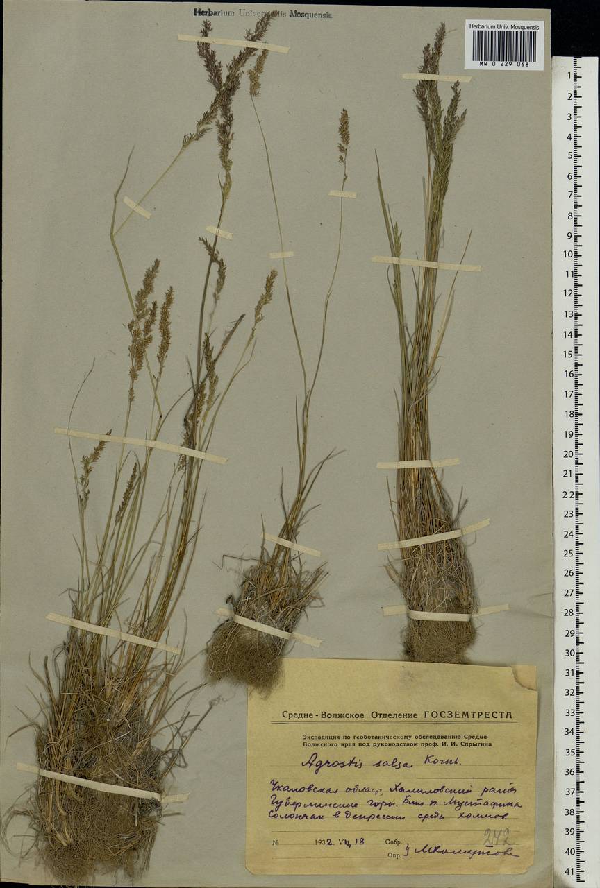 Agrostis salsa Korsh., Eastern Europe, Eastern region (E10) (Russia)