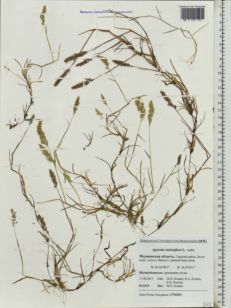 Agrostis stolonifera L., Eastern Europe, Northern region (E1) (Russia)