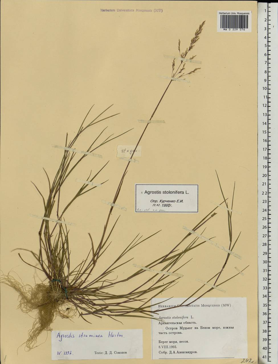 Agrostis stolonifera L., Eastern Europe, Northern region (E1) (Russia)