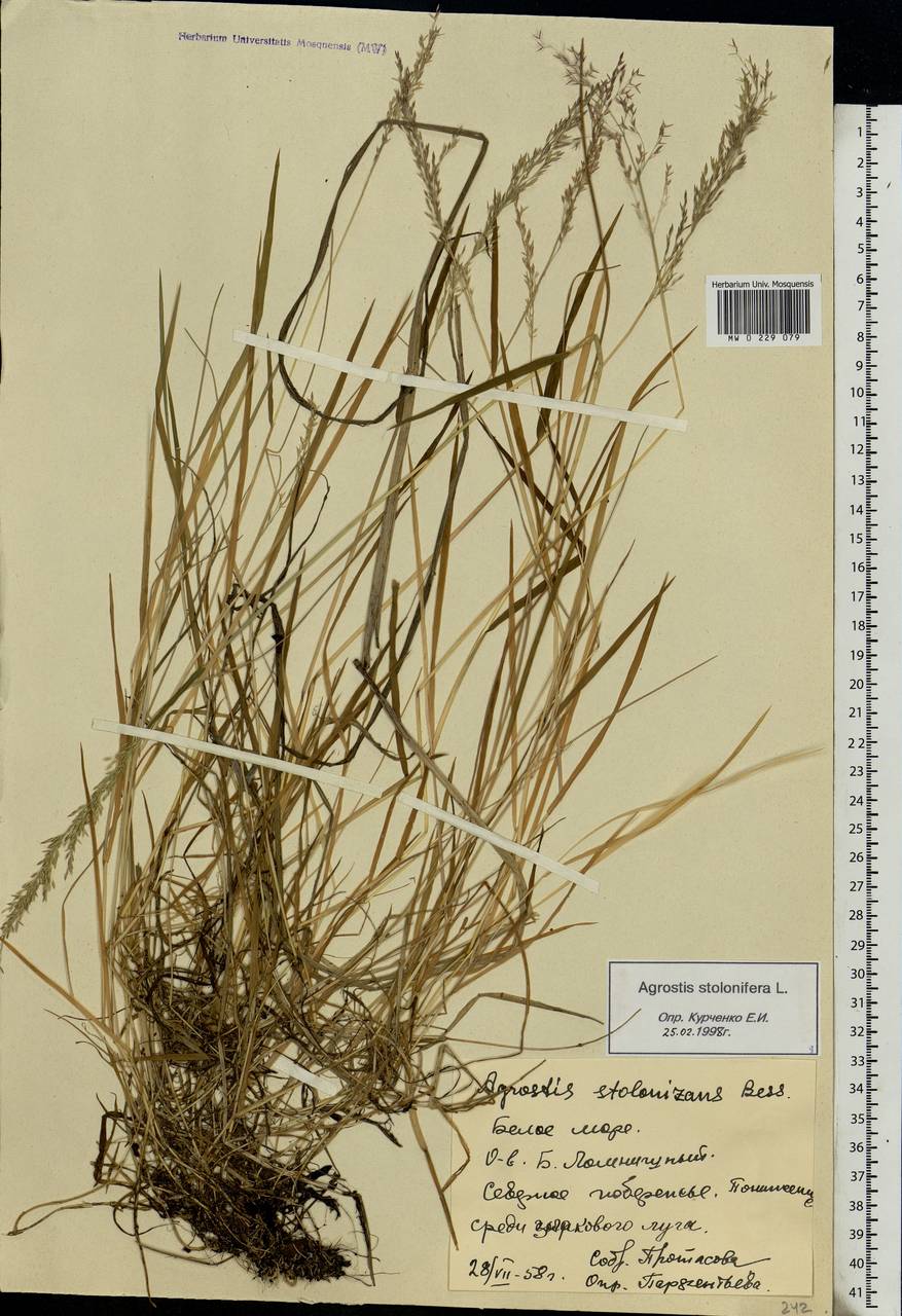 Agrostis stolonifera L., Eastern Europe, Northern region (E1) (Russia)