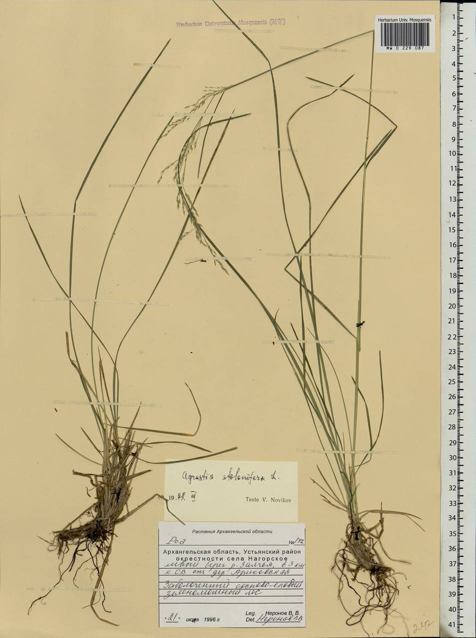 Agrostis stolonifera L., Eastern Europe, Northern region (E1) (Russia)
