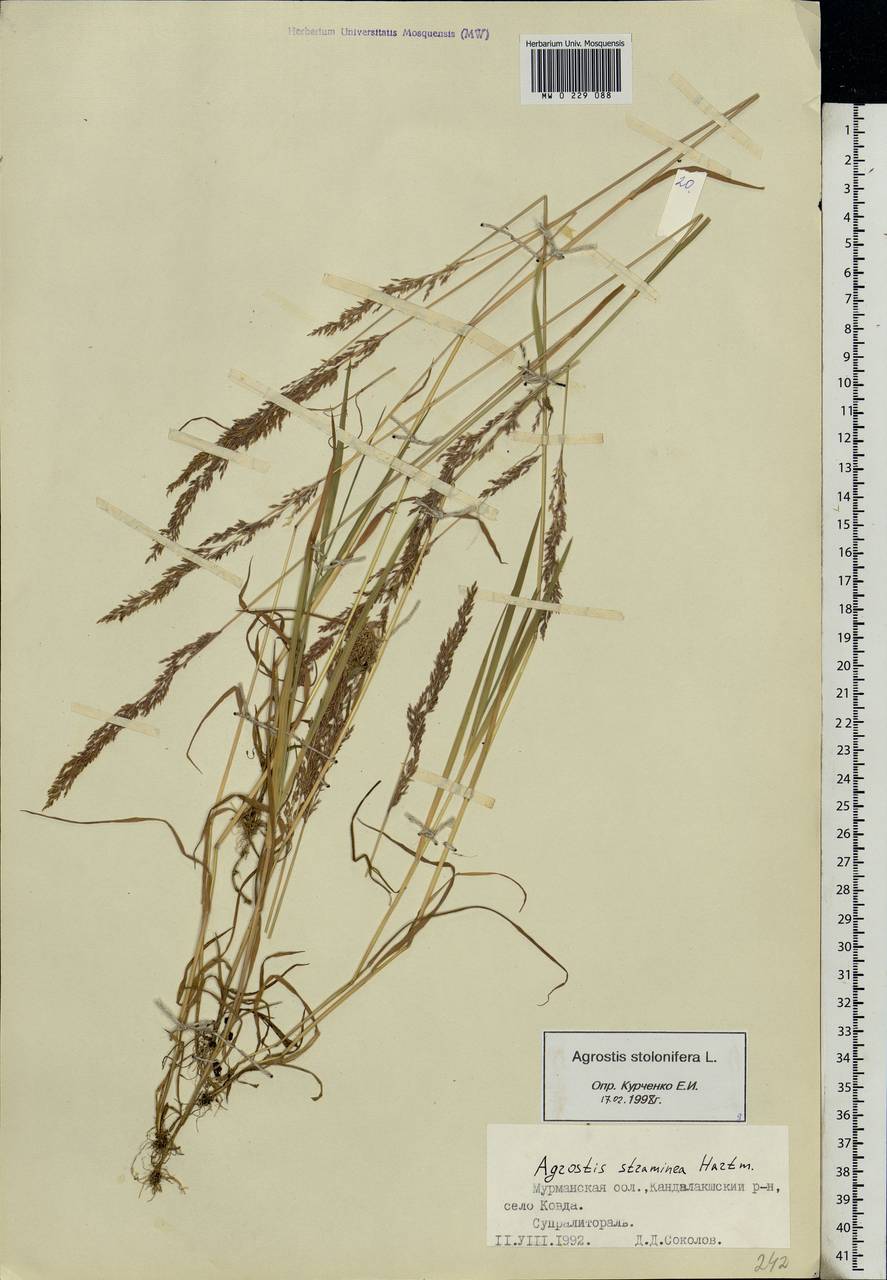 Agrostis stolonifera L., Eastern Europe, Northern region (E1) (Russia)