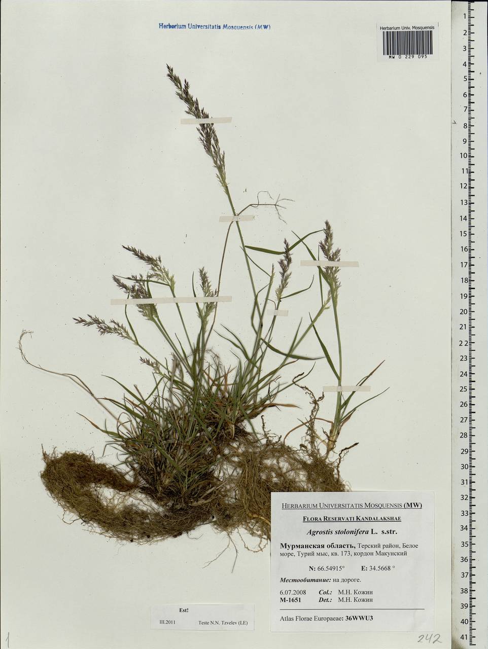 Agrostis stolonifera L., Eastern Europe, Northern region (E1) (Russia)