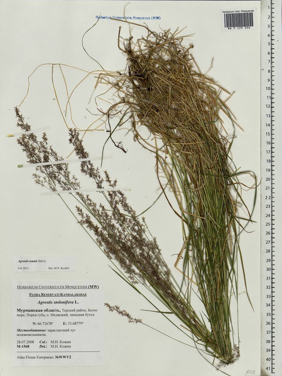 Agrostis stolonifera L., Eastern Europe, Northern region (E1) (Russia)