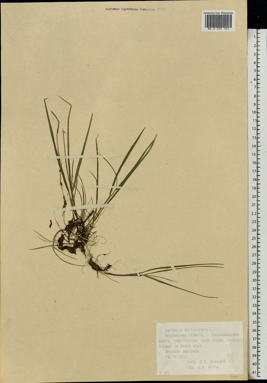 Agrostis stolonifera L., Eastern Europe, Northern region (E1) (Russia)