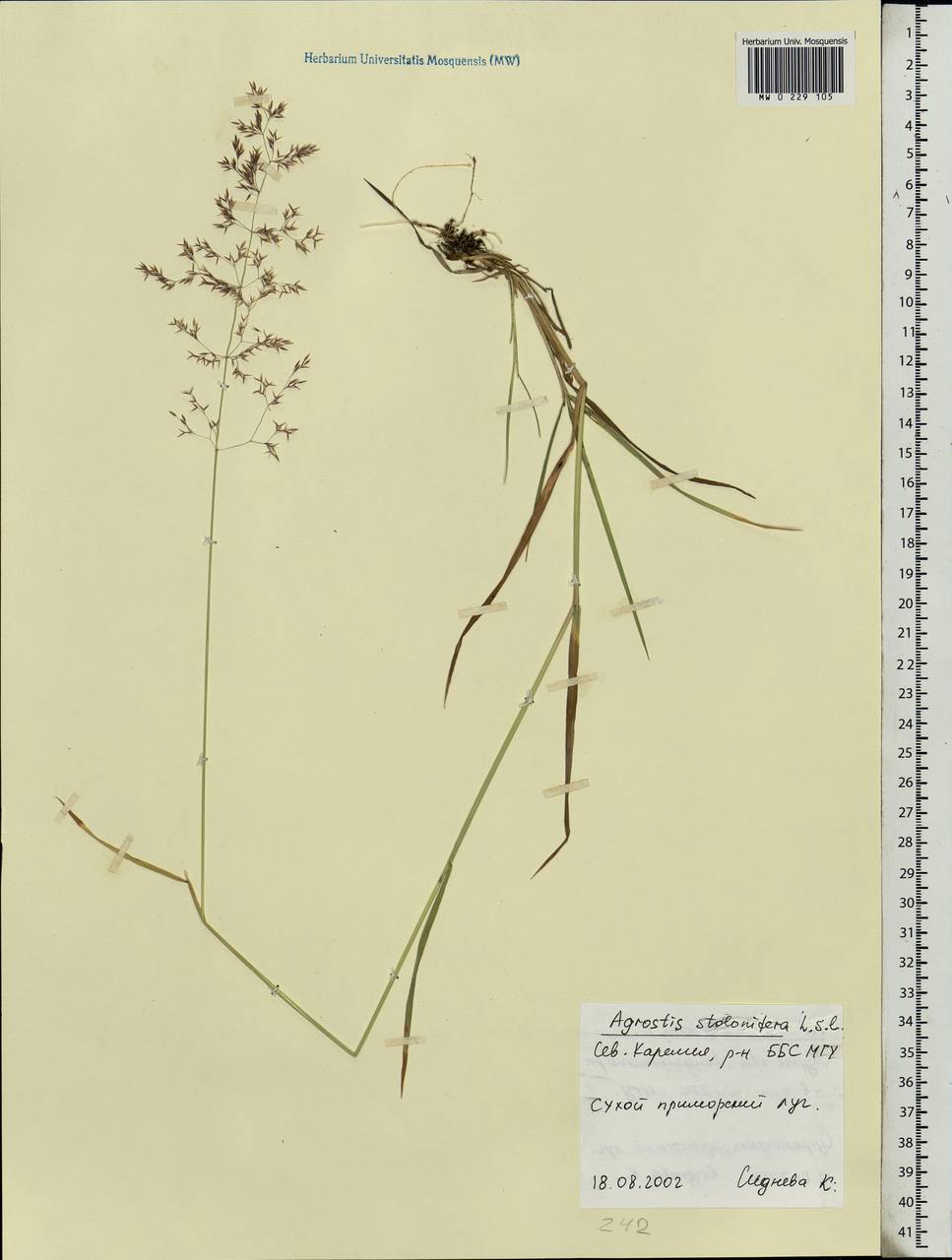 Agrostis stolonifera L., Eastern Europe, Northern region (E1) (Russia)