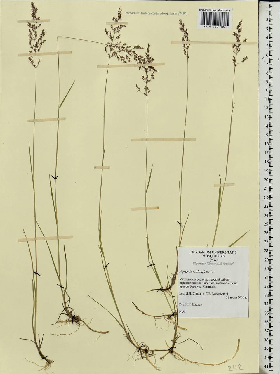 Agrostis stolonifera L., Eastern Europe, Northern region (E1) (Russia)