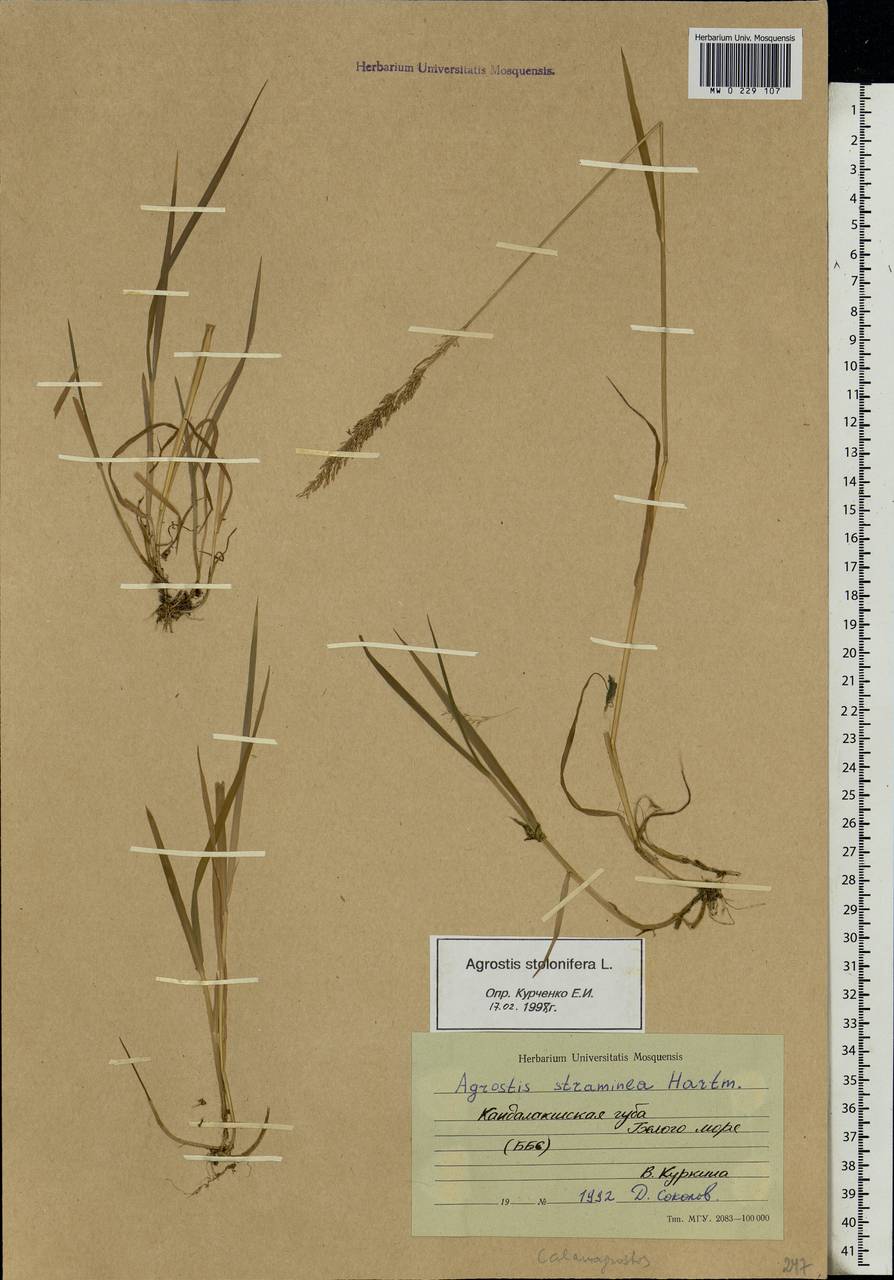 Agrostis stolonifera L., Eastern Europe, Northern region (E1) (Russia)