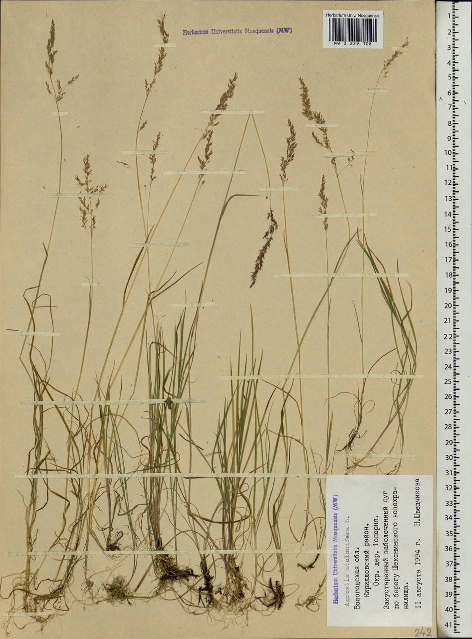 Agrostis stolonifera L., Eastern Europe, Northern region (E1) (Russia)