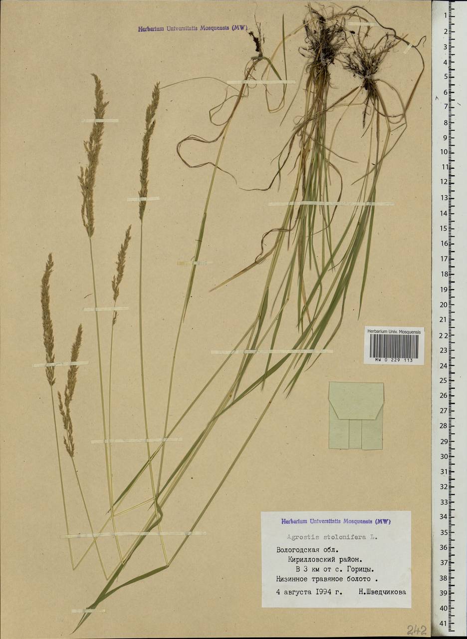 Agrostis stolonifera L., Eastern Europe, Northern region (E1) (Russia)