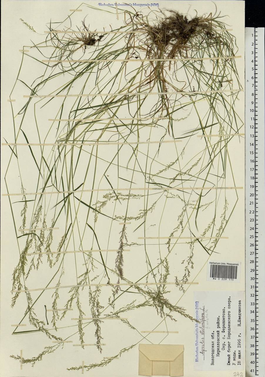 Agrostis stolonifera L., Eastern Europe, Northern region (E1) (Russia)