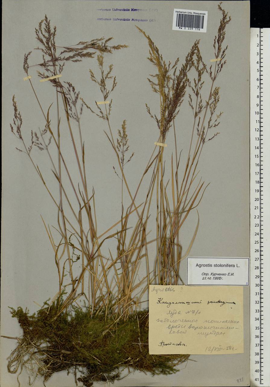 Agrostis stolonifera L., Eastern Europe, Northern region (E1) (Russia)