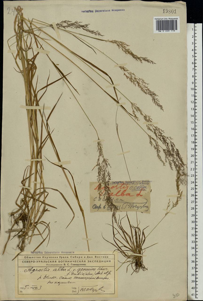 Agrostis stolonifera L., Eastern Europe, Northern region (E1) (Russia)