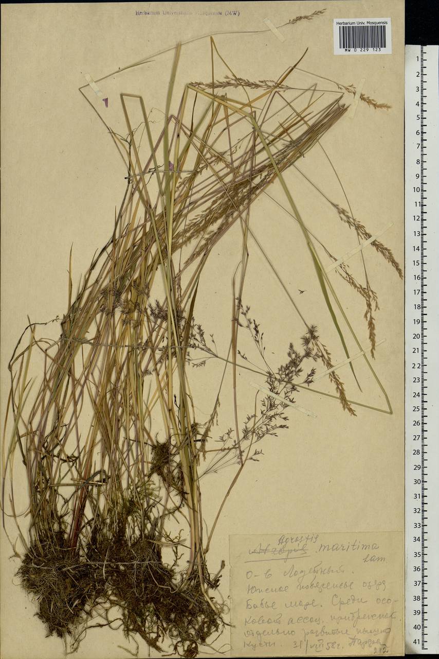 Agrostis stolonifera L., Eastern Europe, Northern region (E1) (Russia)