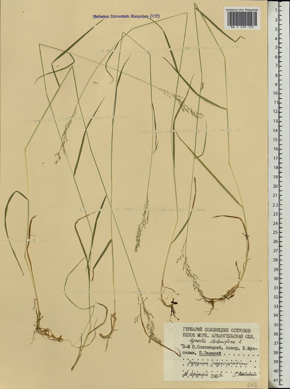 Agrostis stolonifera L., Eastern Europe, Northern region (E1) (Russia)