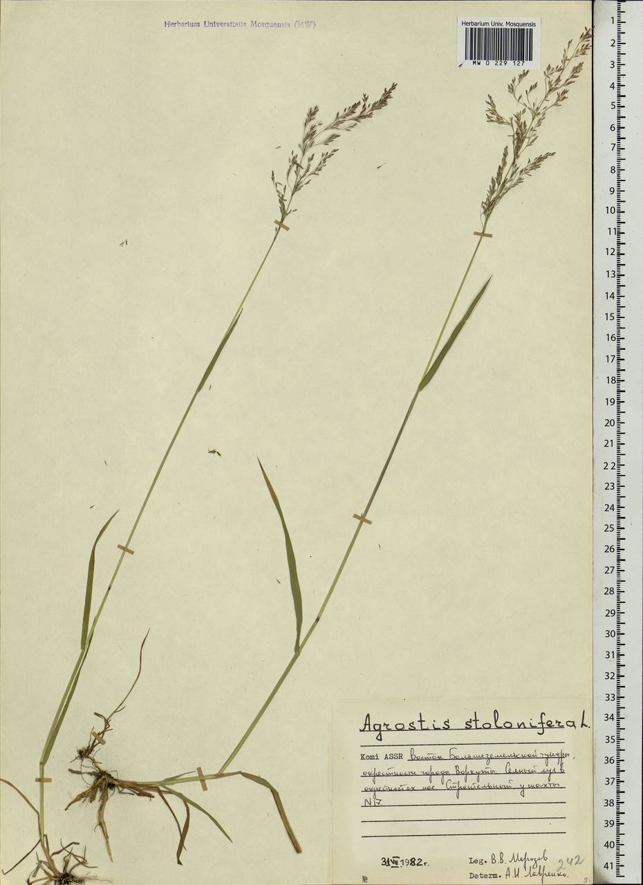 Agrostis stolonifera L., Eastern Europe, Northern region (E1) (Russia)