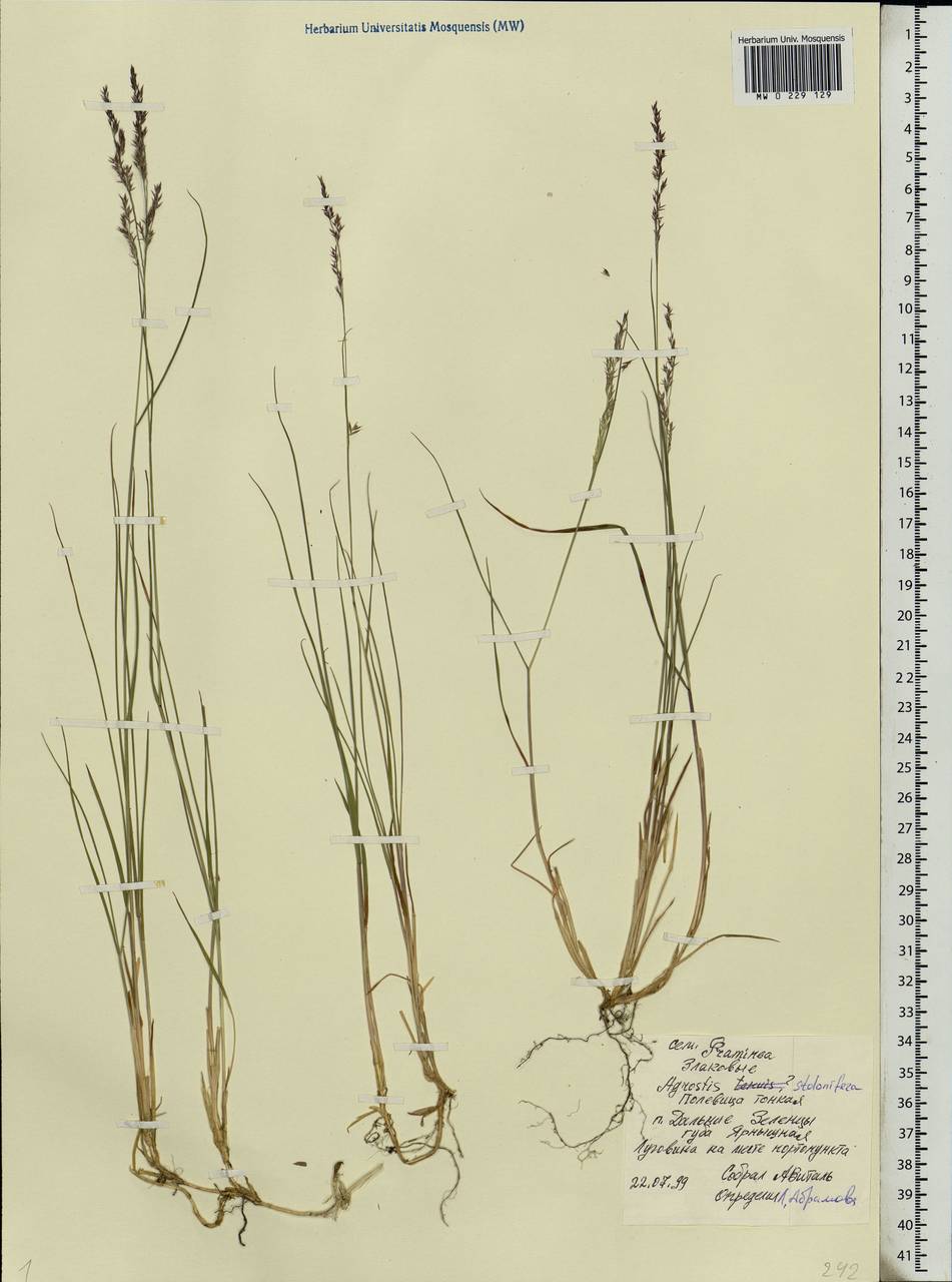 Agrostis stolonifera L., Eastern Europe, Northern region (E1) (Russia)