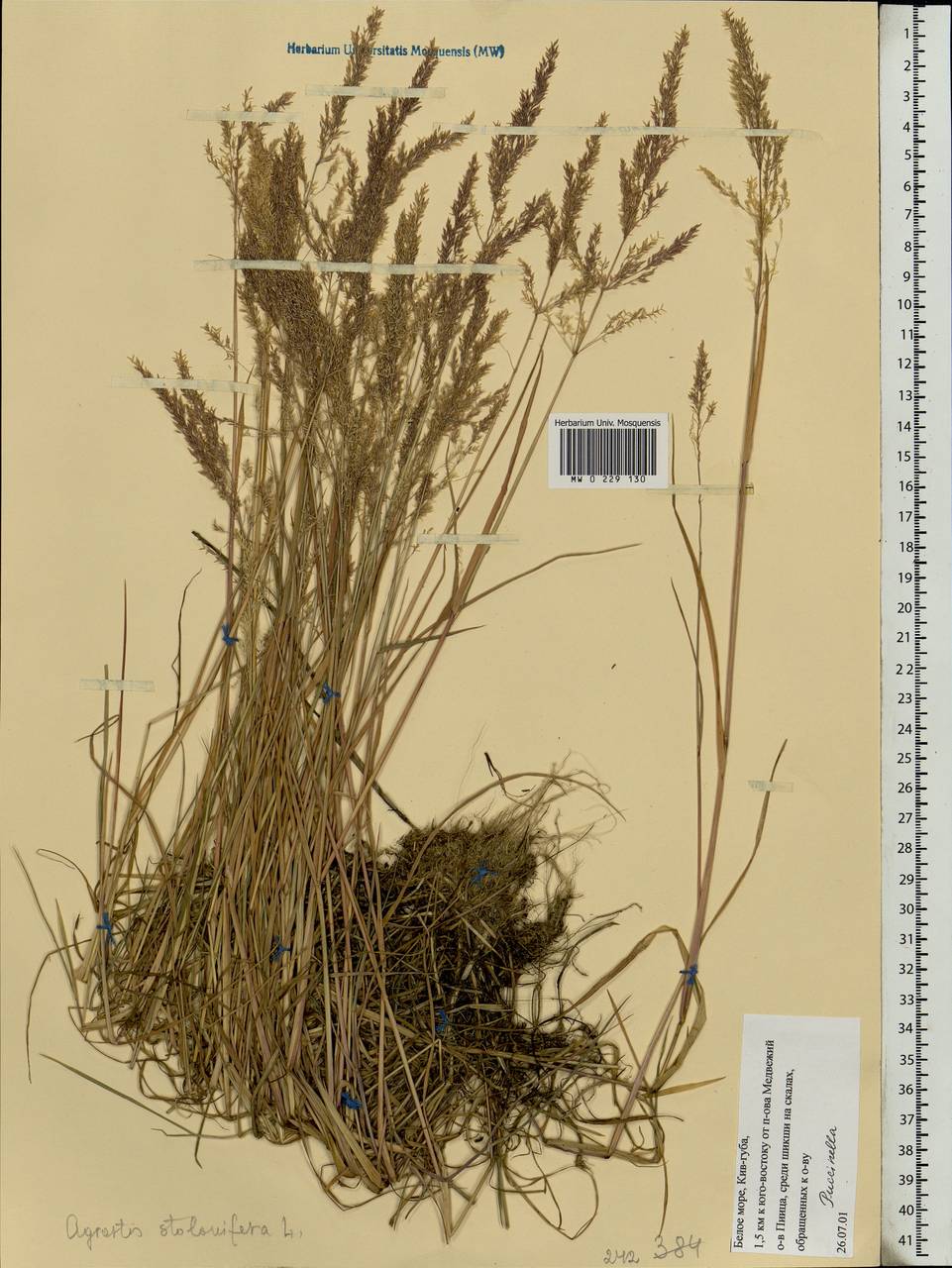 Agrostis stolonifera L., Eastern Europe, Northern region (E1) (Russia)