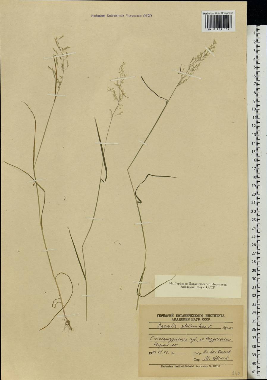 Agrostis stolonifera L., Eastern Europe, North-Western region (E2) (Russia)