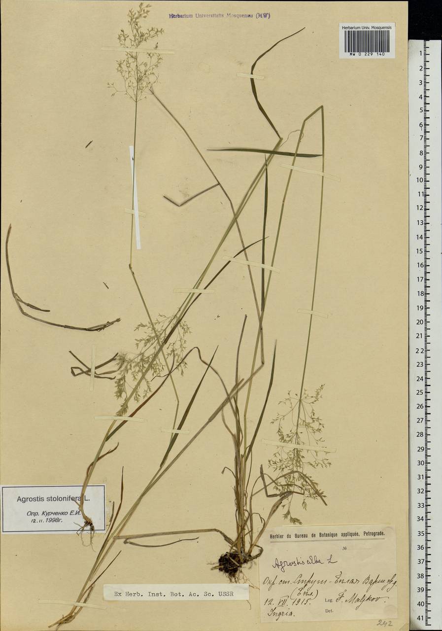 Agrostis stolonifera L., Eastern Europe, North-Western region (E2) (Russia)