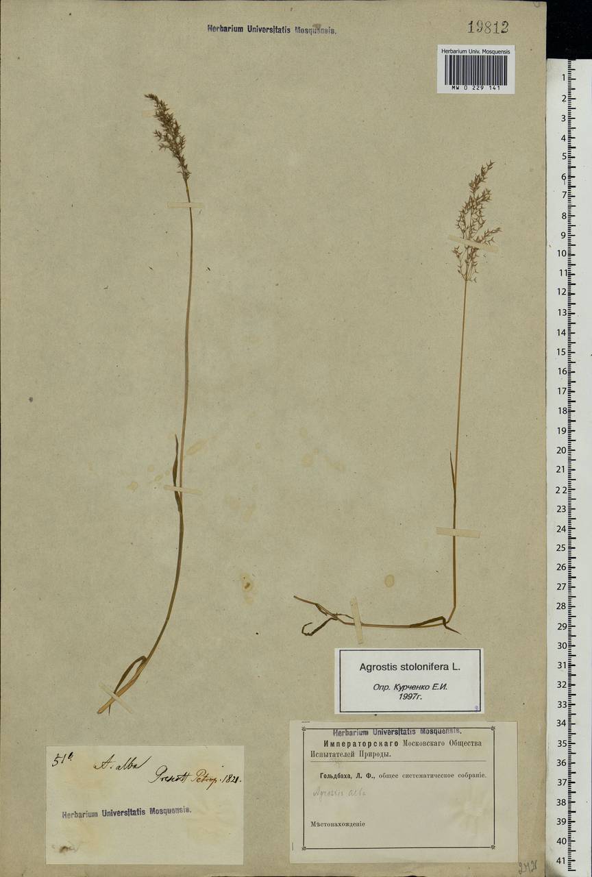 Agrostis stolonifera L., Eastern Europe, North-Western region (E2) (Russia)