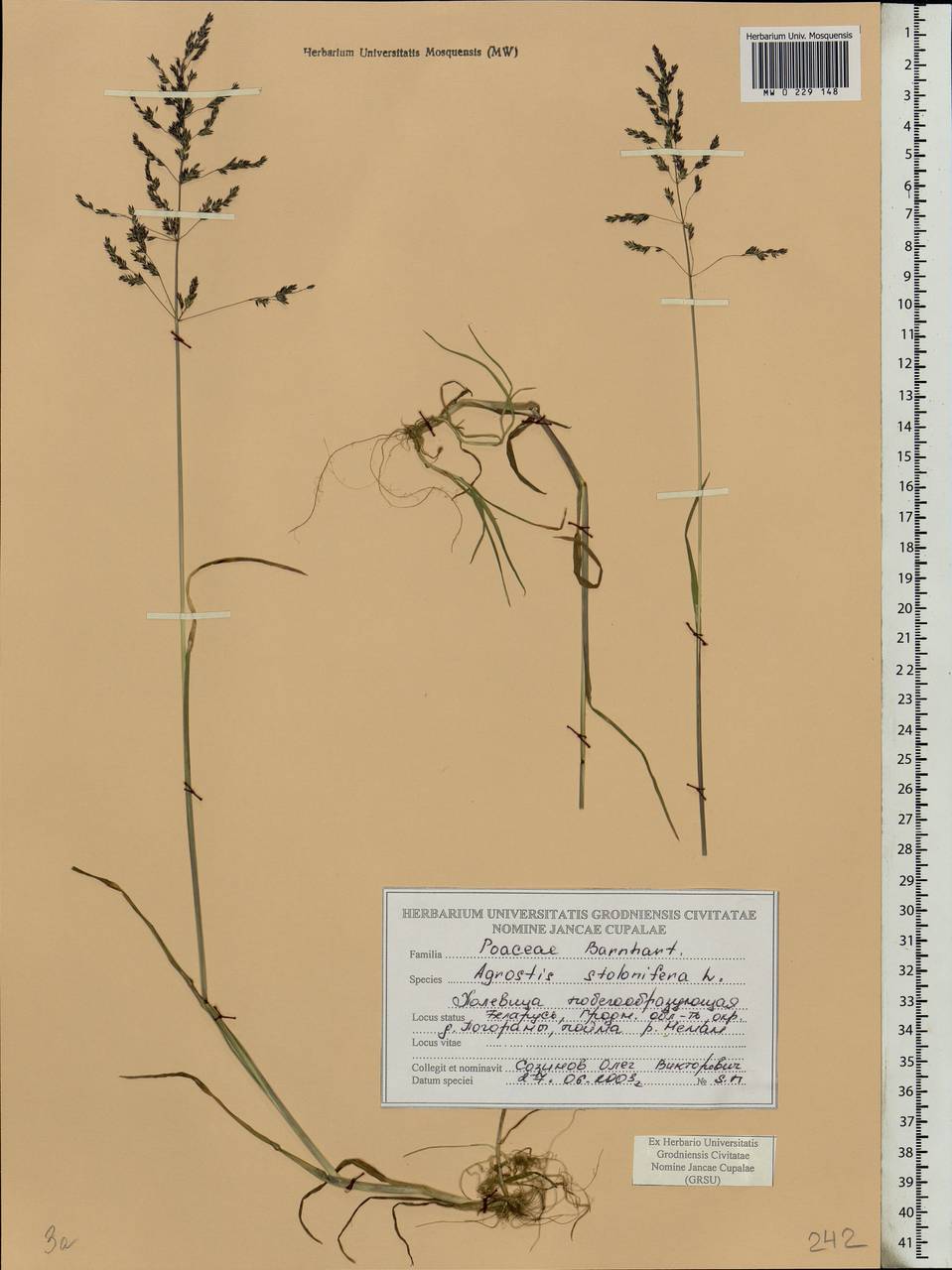 Agrostis stolonifera L., Eastern Europe, Belarus (E3a) (Belarus)