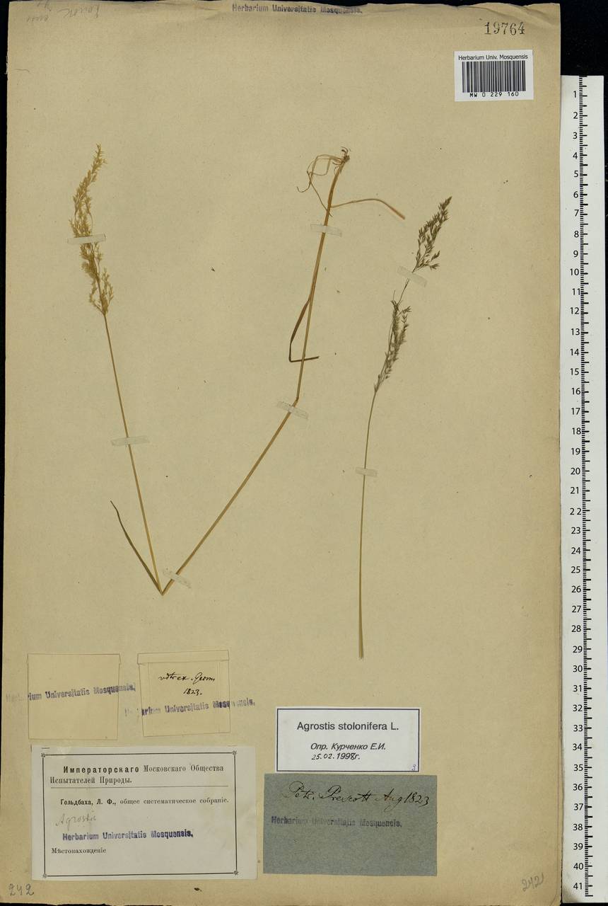 Agrostis stolonifera L., Eastern Europe, North-Western region (E2) (Russia)