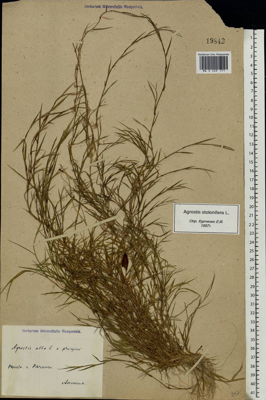 Agrostis stolonifera L., Eastern Europe, Central region (E4) (Russia)