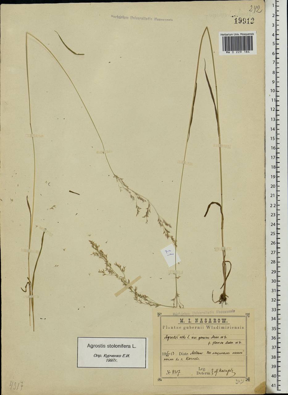 Agrostis stolonifera L., Eastern Europe, Central region (E4) (Russia)