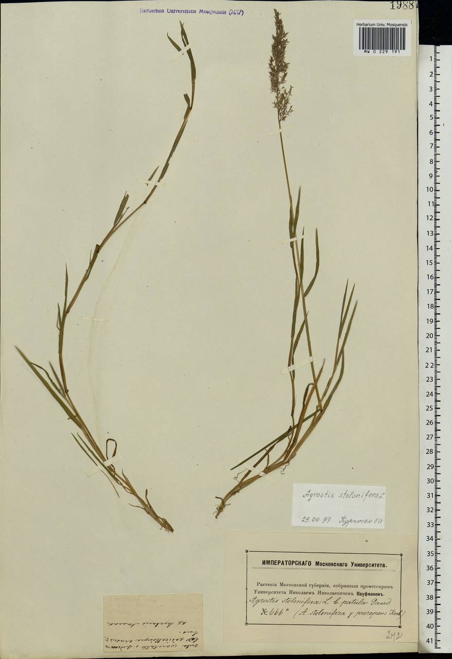 Agrostis stolonifera L., Eastern Europe, Moscow region (E4a) (Russia)