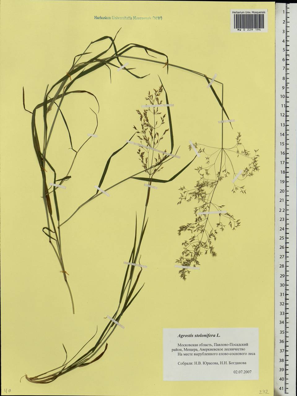 Agrostis stolonifera L., Eastern Europe, Moscow region (E4a) (Russia)