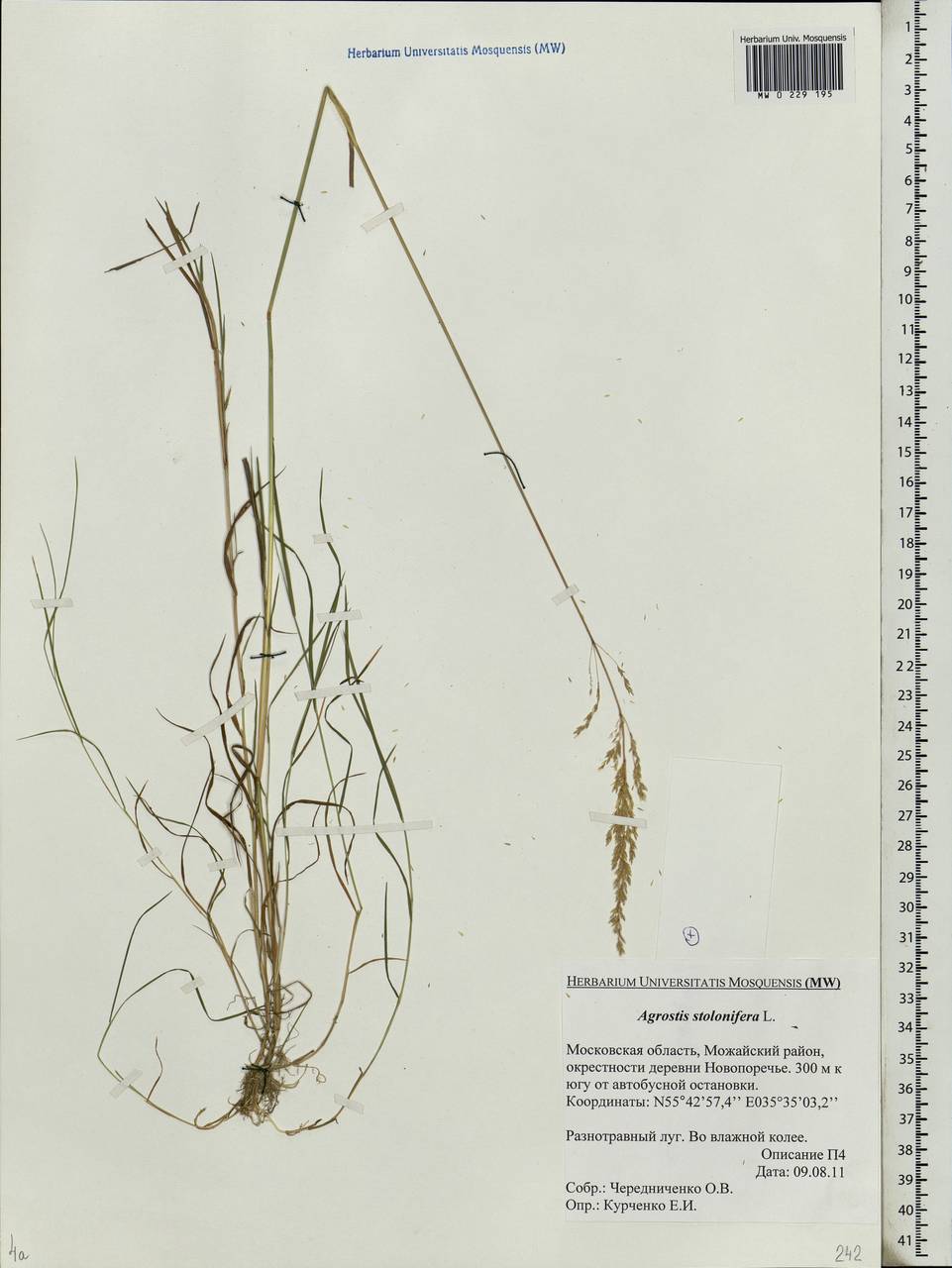 Agrostis stolonifera L., Eastern Europe, Moscow region (E4a) (Russia)