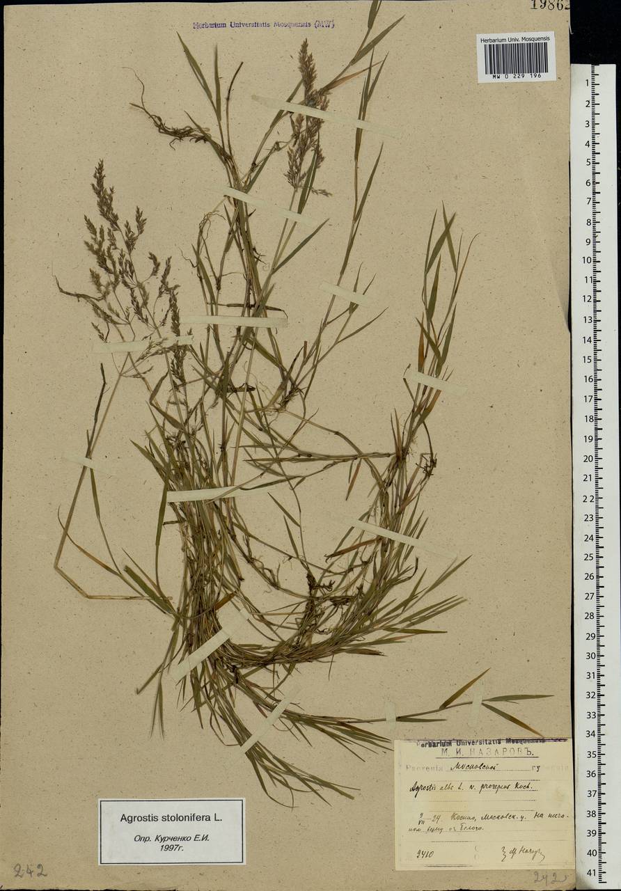 Agrostis stolonifera L., Eastern Europe, Moscow region (E4a) (Russia)