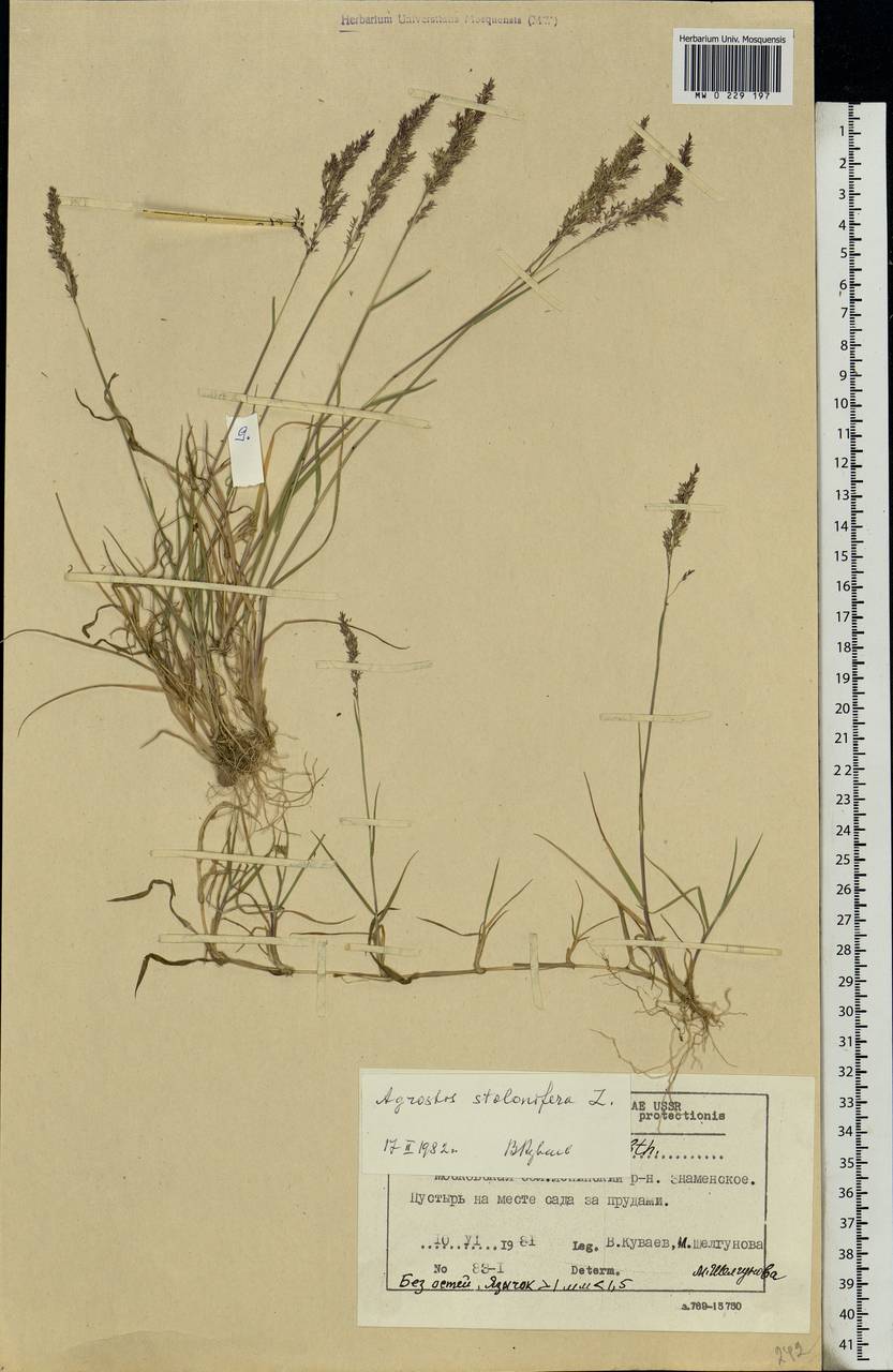 Agrostis stolonifera L., Eastern Europe, Moscow region (E4a) (Russia)