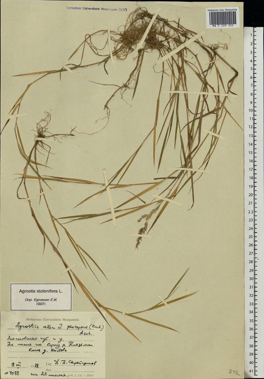 Agrostis stolonifera L., Eastern Europe, Moscow region (E4a) (Russia)