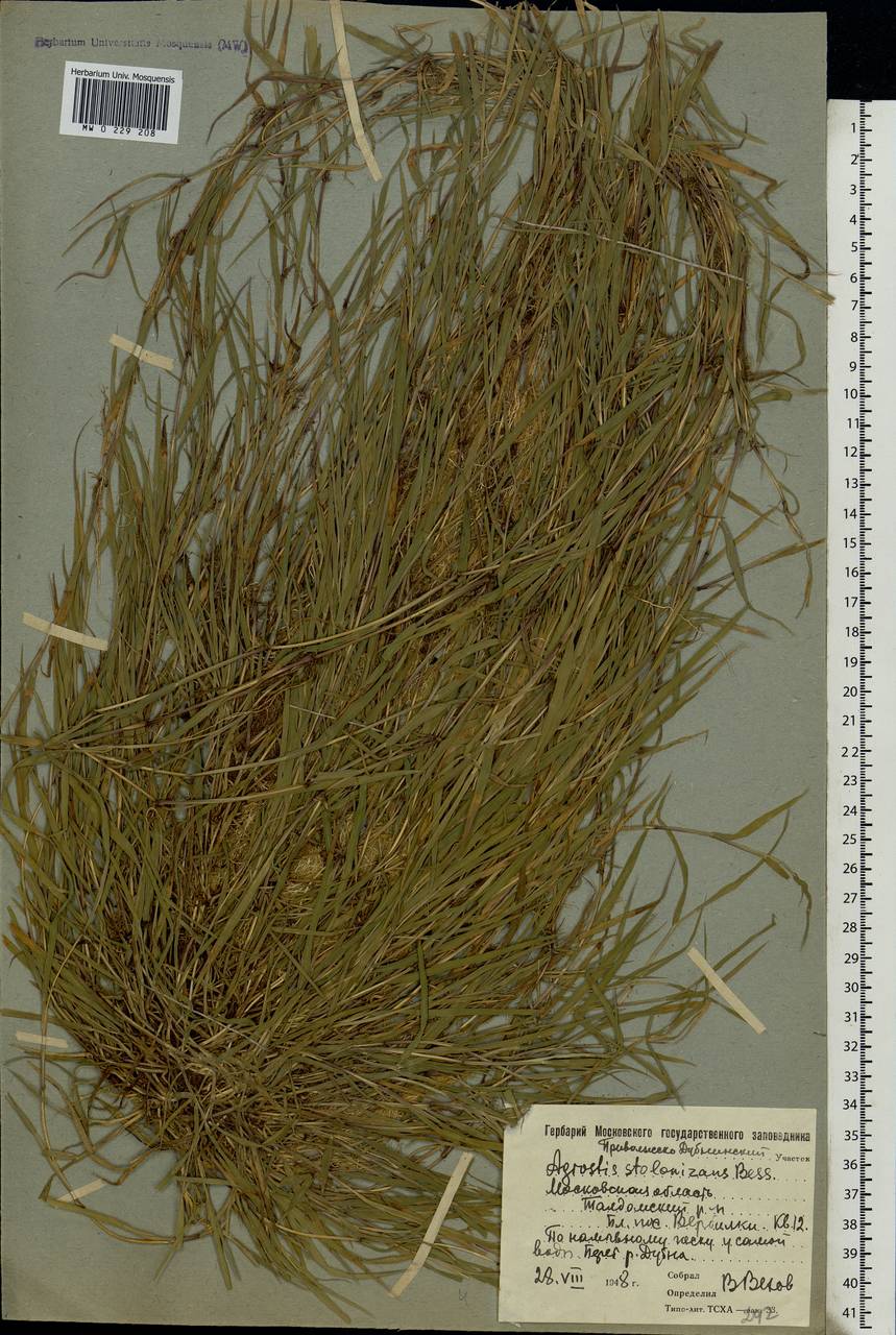 Agrostis stolonifera L., Eastern Europe, Moscow region (E4a) (Russia)