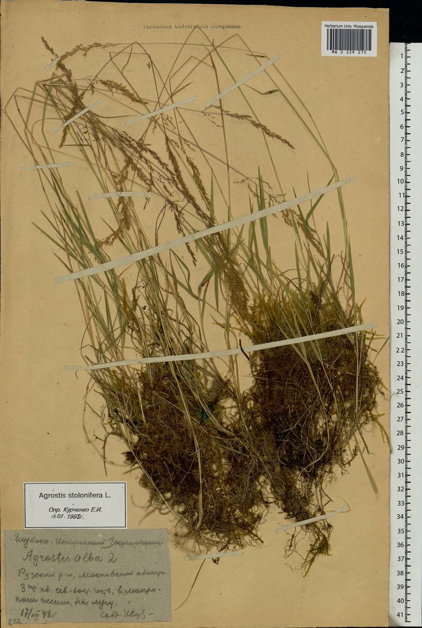 Agrostis stolonifera L., Eastern Europe, Moscow region (E4a) (Russia)