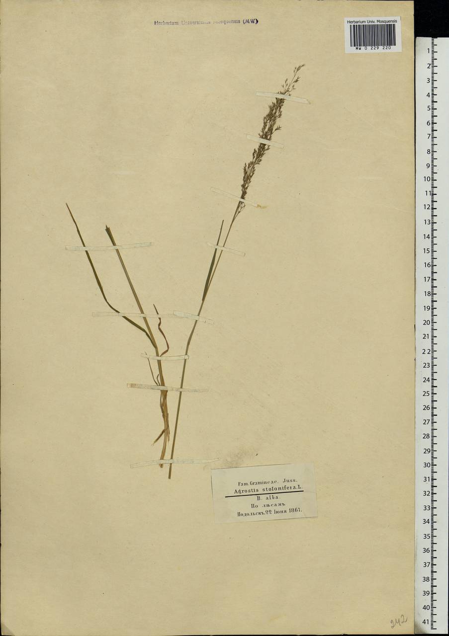 Agrostis stolonifera L., Eastern Europe, Moscow region (E4a) (Russia)