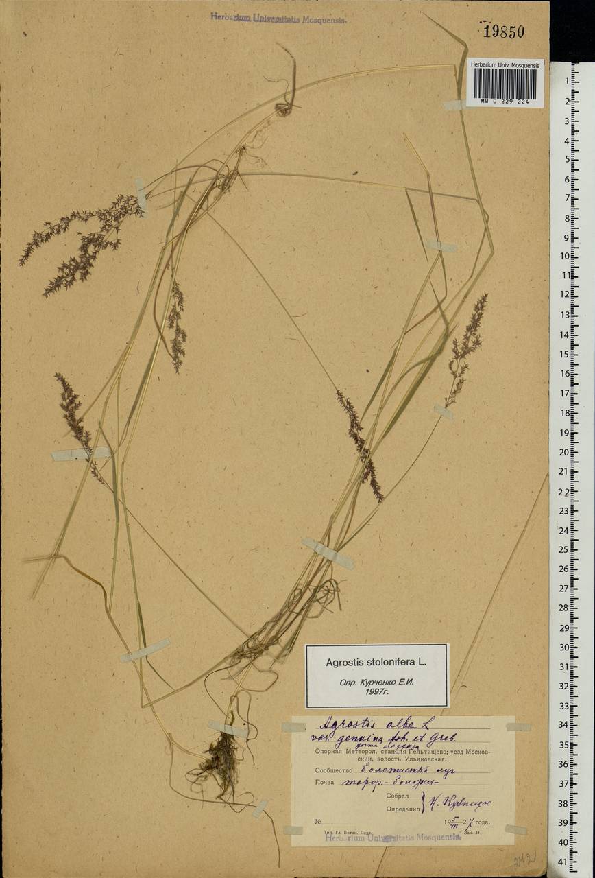 Agrostis stolonifera L., Eastern Europe, Moscow region (E4a) (Russia)