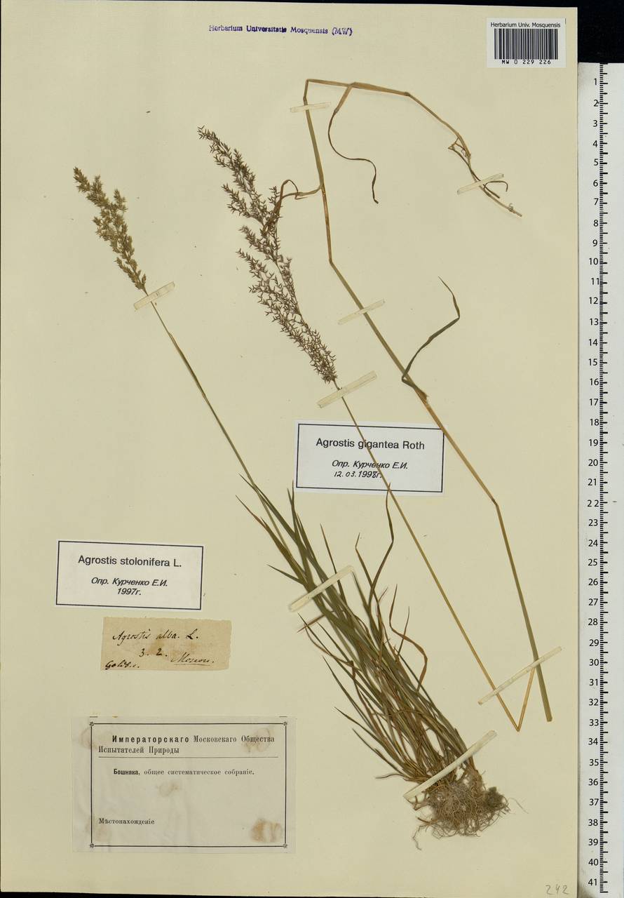 Agrostis stolonifera L., Eastern Europe, Moscow region (E4a) (Russia)