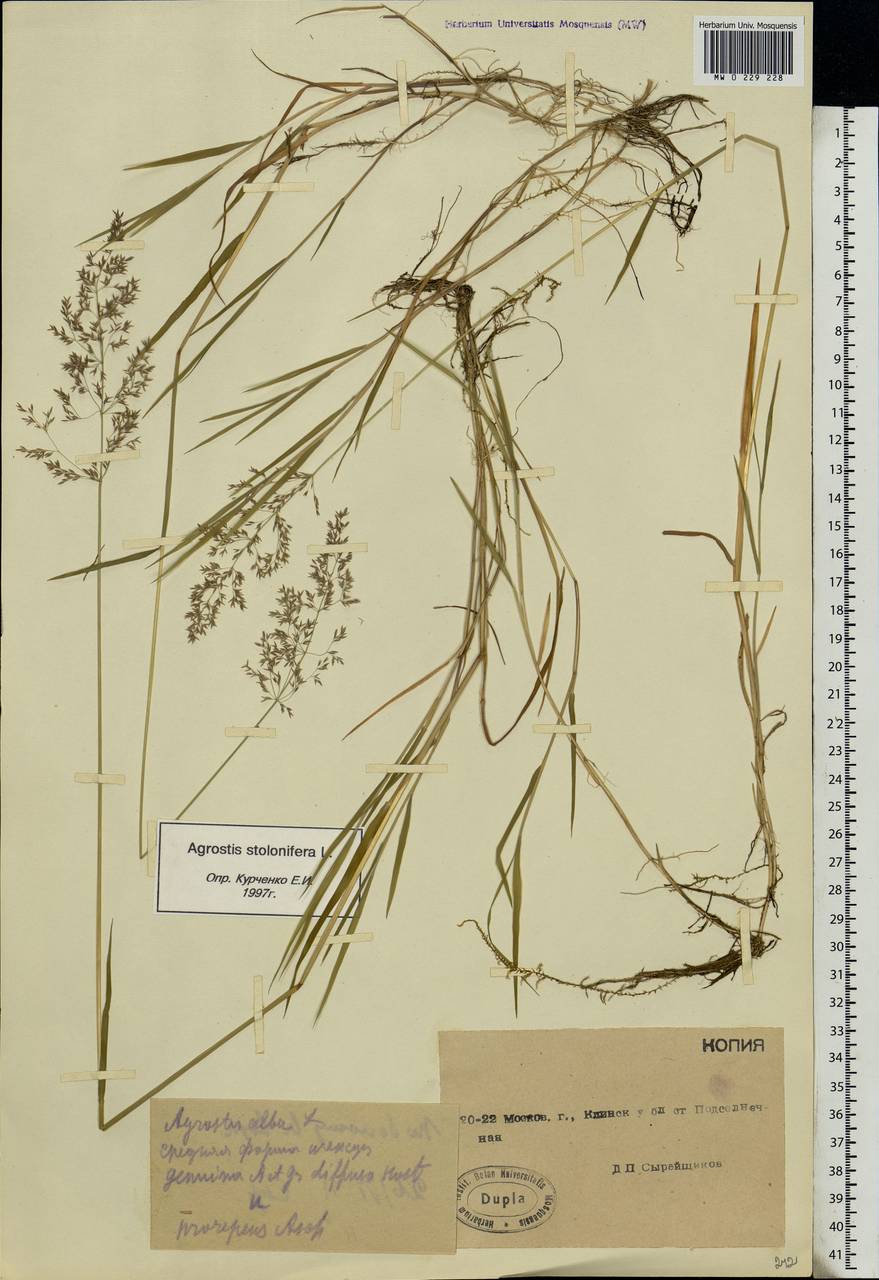 Agrostis stolonifera L., Eastern Europe, Moscow region (E4a) (Russia)