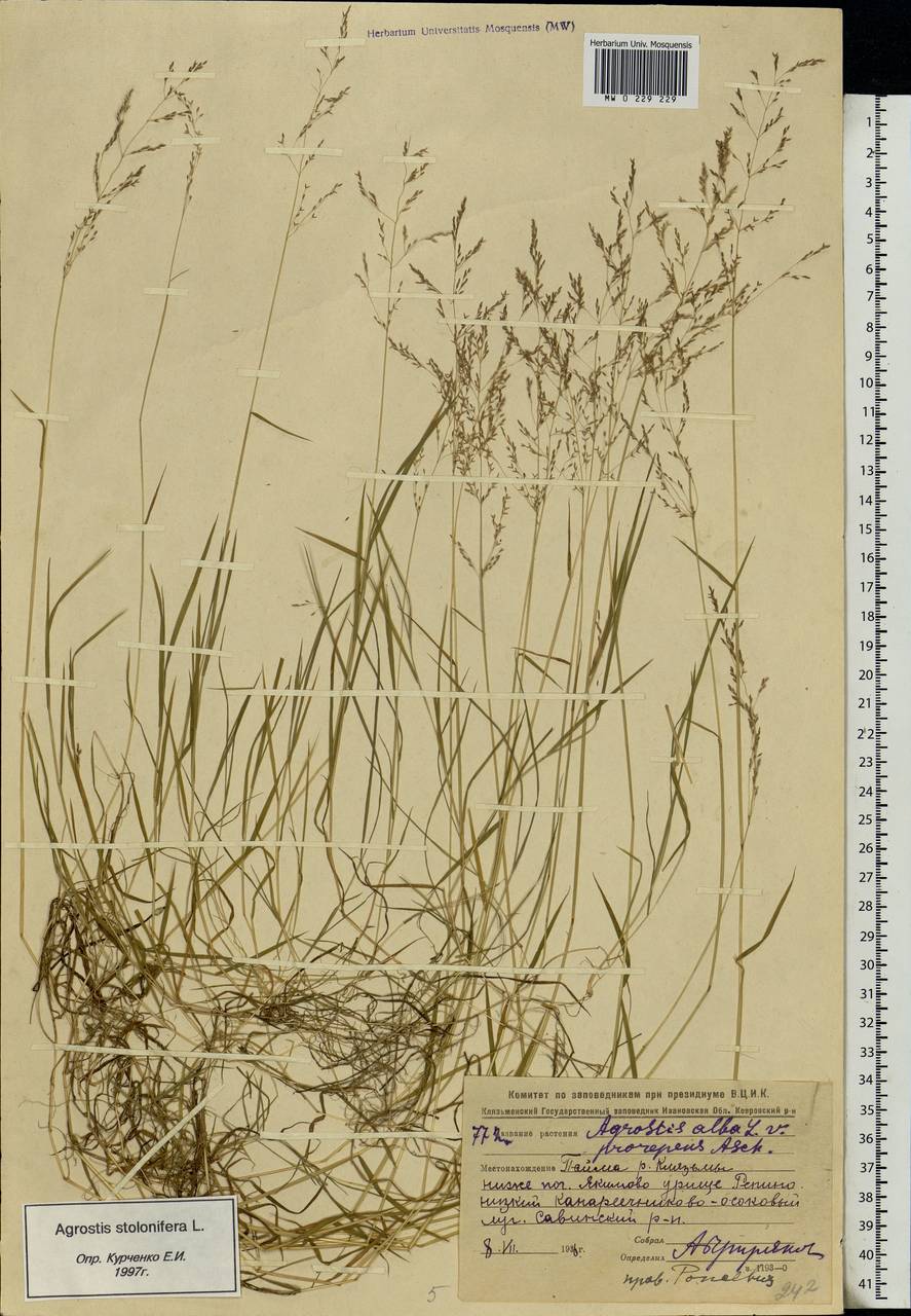 Agrostis stolonifera L., Eastern Europe, Central region (E4) (Russia)