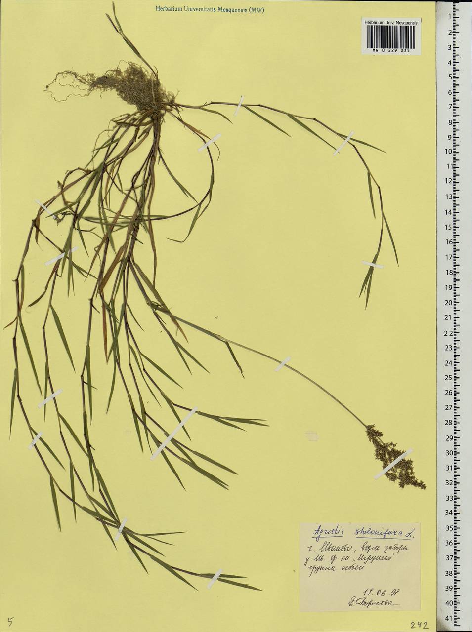 Agrostis stolonifera L., Eastern Europe, Central forest region (E5) (Russia)