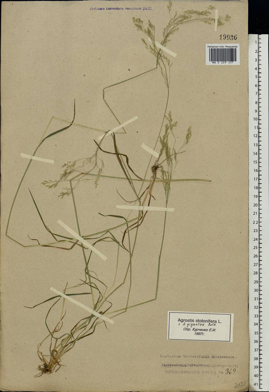 Agrostis stolonifera L., Eastern Europe, Central forest region (E5) (Russia)