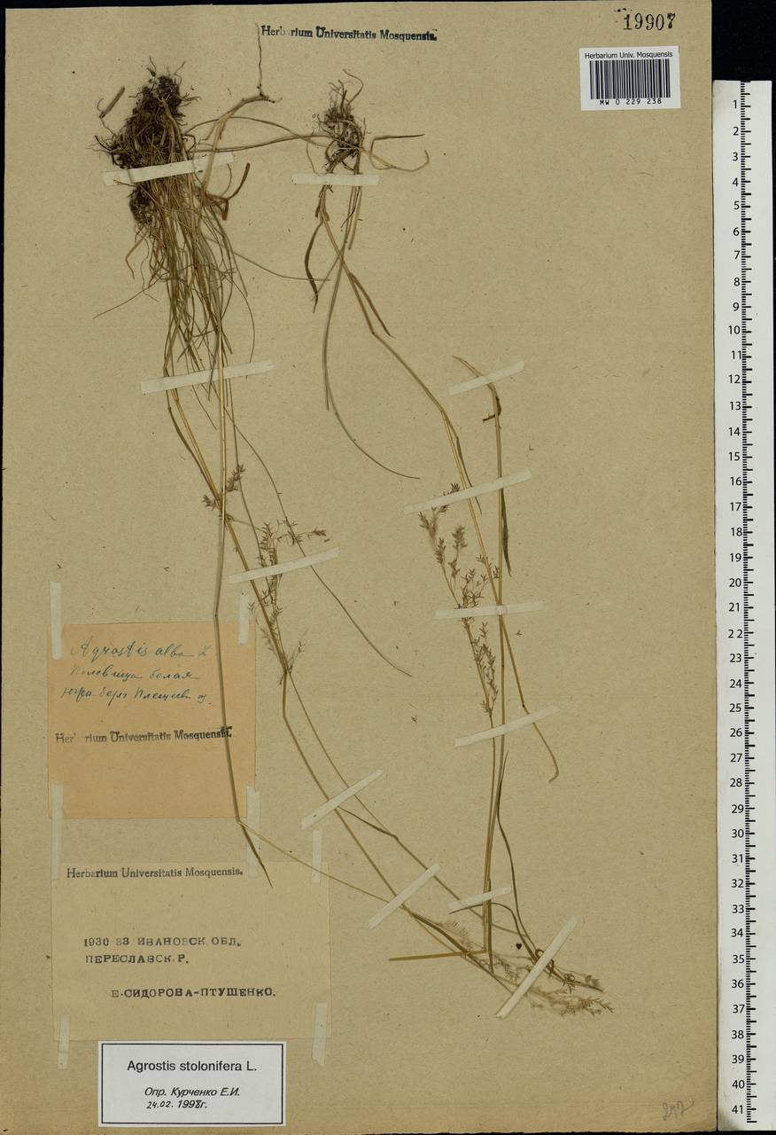 Agrostis stolonifera L., Eastern Europe, Central forest region (E5) (Russia)