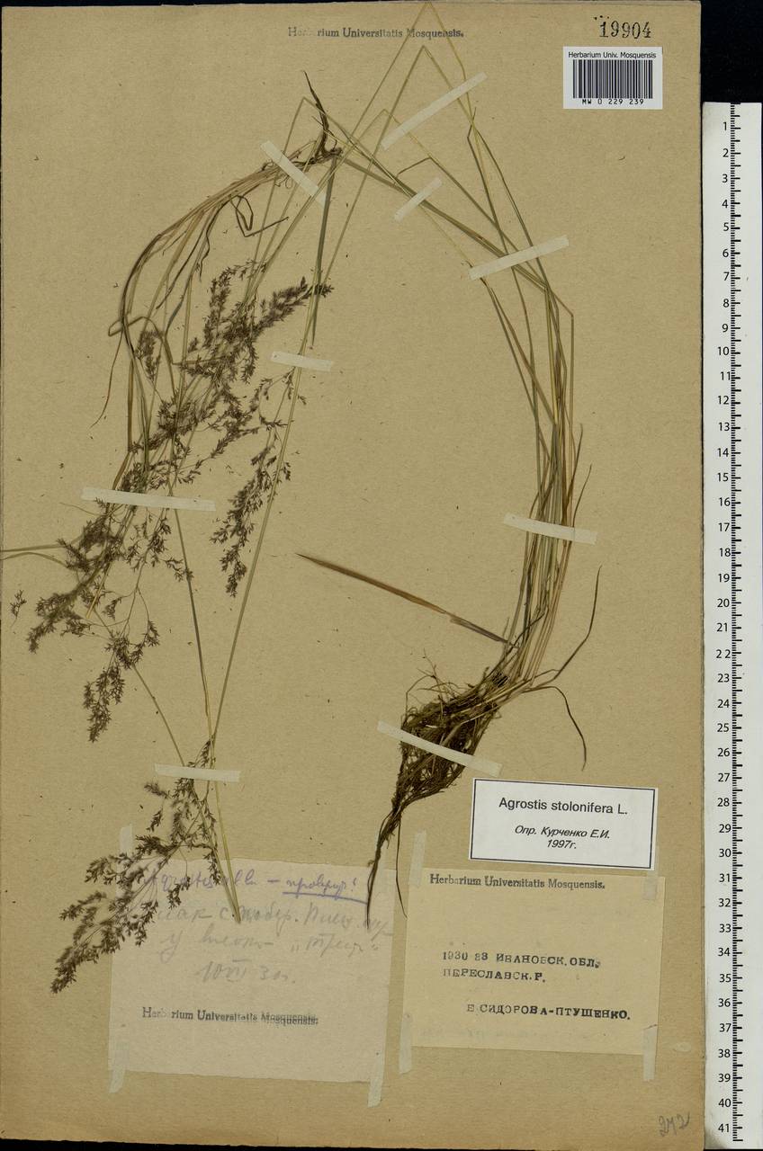 Agrostis stolonifera L., Eastern Europe, Central forest region (E5) (Russia)