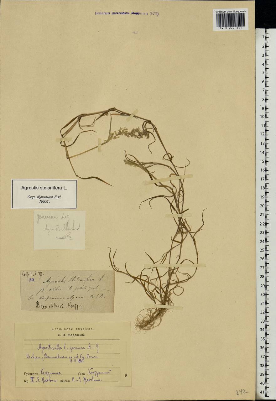 Agrostis stolonifera L., Eastern Europe, Central forest region (E5) (Russia)