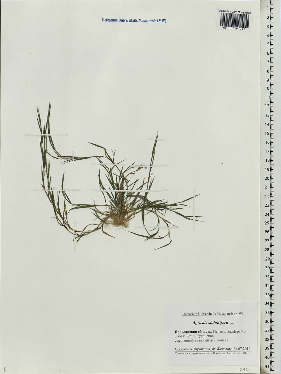 Agrostis stolonifera L., Eastern Europe, Central forest region (E5) (Russia)